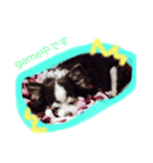 居眠り犬セピ子（個別スタンプ：2）