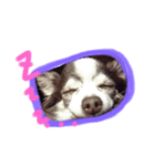居眠り犬セピ子（個別スタンプ：3）