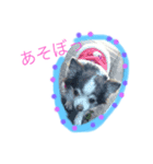 居眠り犬セピ子（個別スタンプ：4）
