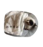 私の猫たち2（個別スタンプ：2）