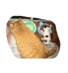 私の猫たち2（個別スタンプ：34）
