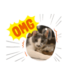 猫の小歌（コウタ）（個別スタンプ：2）