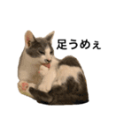 猫の小歌（コウタ）（個別スタンプ：3）