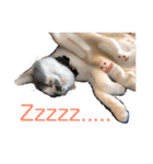 猫の小歌（コウタ）（個別スタンプ：5）