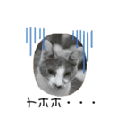 猫の小歌（コウタ）（個別スタンプ：7）