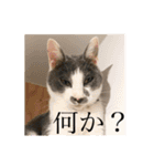 猫の小歌（コウタ）（個別スタンプ：8）