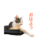 猫の小歌（コウタ）（個別スタンプ：10）