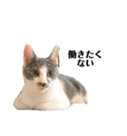 猫の小歌（コウタ）（個別スタンプ：11）