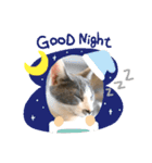 猫の小歌（コウタ）（個別スタンプ：12）