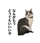 猫の小歌（コウタ）（個別スタンプ：13）