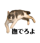 猫の小歌（コウタ）（個別スタンプ：14）