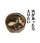 猫の小歌（コウタ）（個別スタンプ：15）