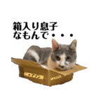 猫の小歌（コウタ）（個別スタンプ：16）