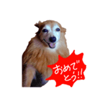 わんごころと秋の空（個別スタンプ：2）