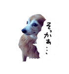わんごころと秋の空（個別スタンプ：3）