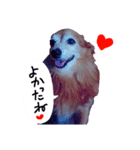 わんごころと秋の空（個別スタンプ：4）