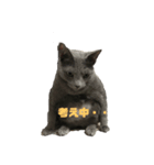 うちの猫ぱにお2（個別スタンプ：2）