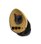 うちの猫ぱにお2（個別スタンプ：3）