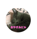 うちの猫ぱにお2（個別スタンプ：4）