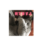 うちの猫ぱにお2（個別スタンプ：7）