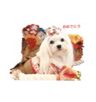 マルチーズきなことプードルぱんとあいす（個別スタンプ：2）