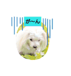 マルチーズきなことプードルぱんとあいす（個別スタンプ：7）