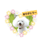 マルチーズきなことプードルぱんとあいす（個別スタンプ：11）