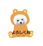 マルチーズきなことプードルぱんとあいす（個別スタンプ：20）