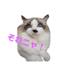 ラグドールのライムさん（個別スタンプ：9）