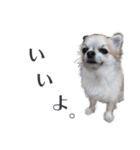 【チワワ】のゆるい返事（個別スタンプ：5）