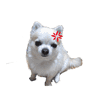 【チワワ】のゆるい返事（個別スタンプ：7）