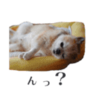 【チワワ】のゆるい返事（個別スタンプ：13）