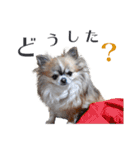 【チワワ】のゆるい返事（個別スタンプ：15）