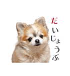【チワワ】のゆるい返事（個別スタンプ：25）