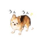 【チワワ】のゆるい返事（個別スタンプ：30）