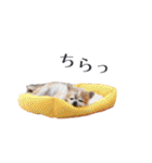 【チワワ】のゆるい返事（個別スタンプ：33）