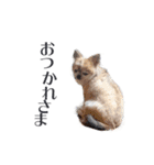 【チワワ】のゆるい返事（個別スタンプ：35）