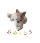 【チワワ】のゆるい返事（個別スタンプ：39）