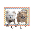 【チワワ】のゆるい返事（個別スタンプ：40）