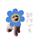 トイプードルのアン2（個別スタンプ：4）