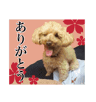 わがやのプードル（個別スタンプ：1）