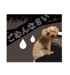 わがやのプードル（個別スタンプ：2）