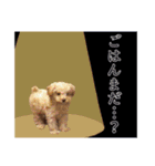 わがやのプードル（個別スタンプ：5）