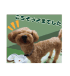 わがやのプードル（個別スタンプ：6）