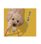 わがやのプードル（個別スタンプ：8）