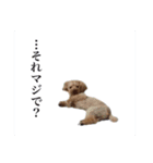 わがやのプードル（個別スタンプ：10）