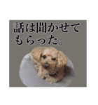 わがやのプードル（個別スタンプ：11）