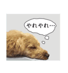 わがやのプードル（個別スタンプ：12）
