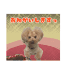 わがやのプードル（個別スタンプ：14）