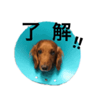 ダックスのシナモン（個別スタンプ：16）